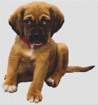 Boxer Puppy (image for) Boxer Puppy